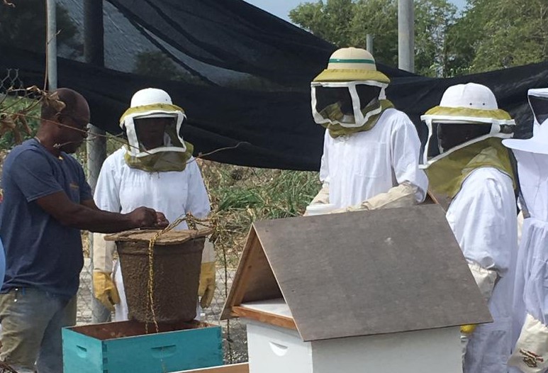 apiculture