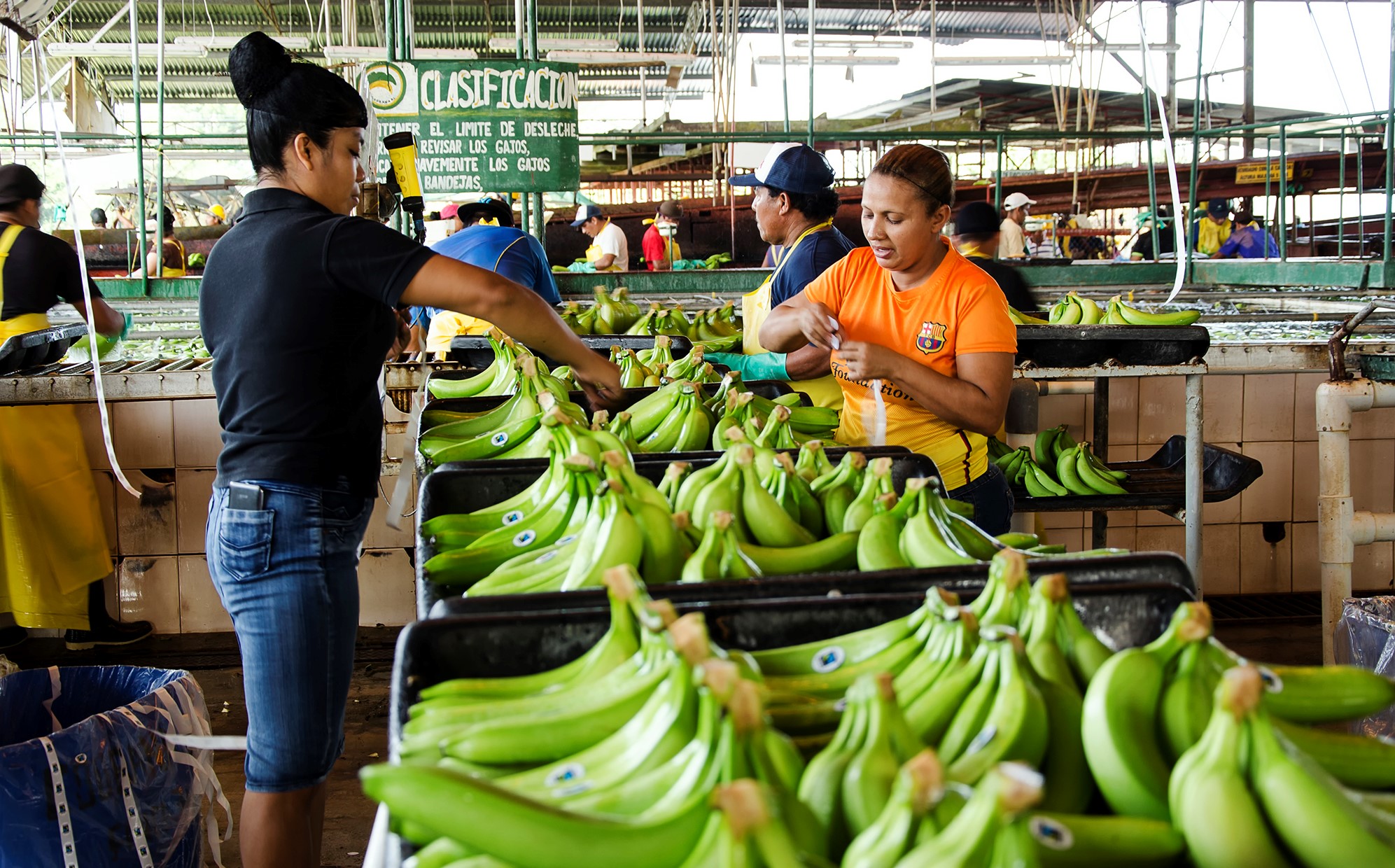 Asociaciones de productores de cacao, café, banano, arroz, plátano, hortalizas y plantas ornamentales, entre otros cultivos, son las elegidas para mejorar sus capacidades productivas y comerciales.