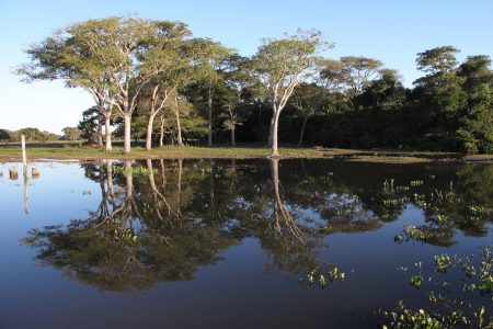 Pantanal Paisagens 450X300