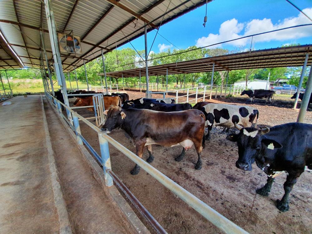 Bovina El Salvador