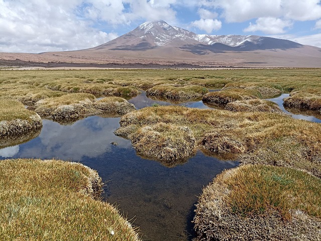 Bofedales Bolivia