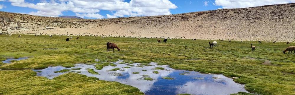 Bofedales Bolivia 2