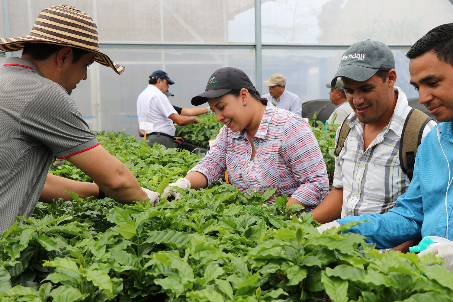 Más de 25 personas, actores del sector cafetalero centroamericano, se están capacitando en técnicas de propagación clonal de café, con énfasis en el enraizamiento de estaquillas, con el fin de replicar el modelo en sus propios países para las variedades que les sean de interés. Fotografía: Cortesía del CATIE.