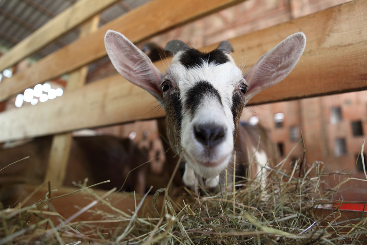 Following a request from the Ministry of Agriculture, IICA in conjunction with CARDI explore the availability of external resources, which would fund a climate resilient project focused on small ruminants, drought tolerant forages and data research.