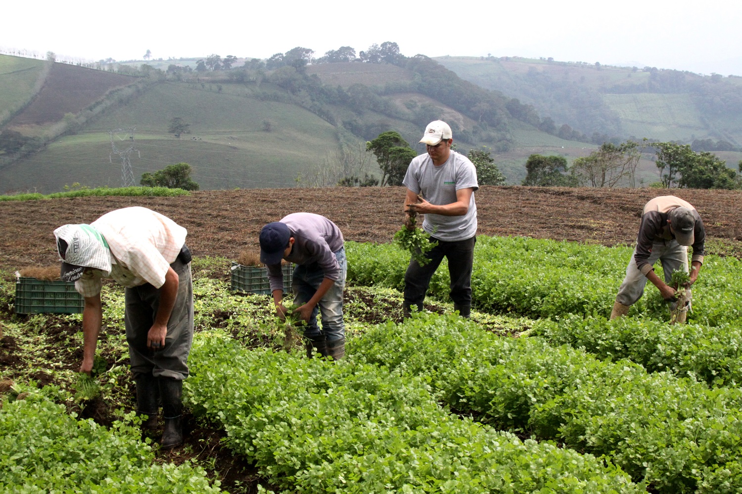 El IICA respaldará a los países de ALC en la promoción de protocolos y recomendaciones de manipulación de productos agrícolas que permitan asegurar trazabilidad e inocuidad.