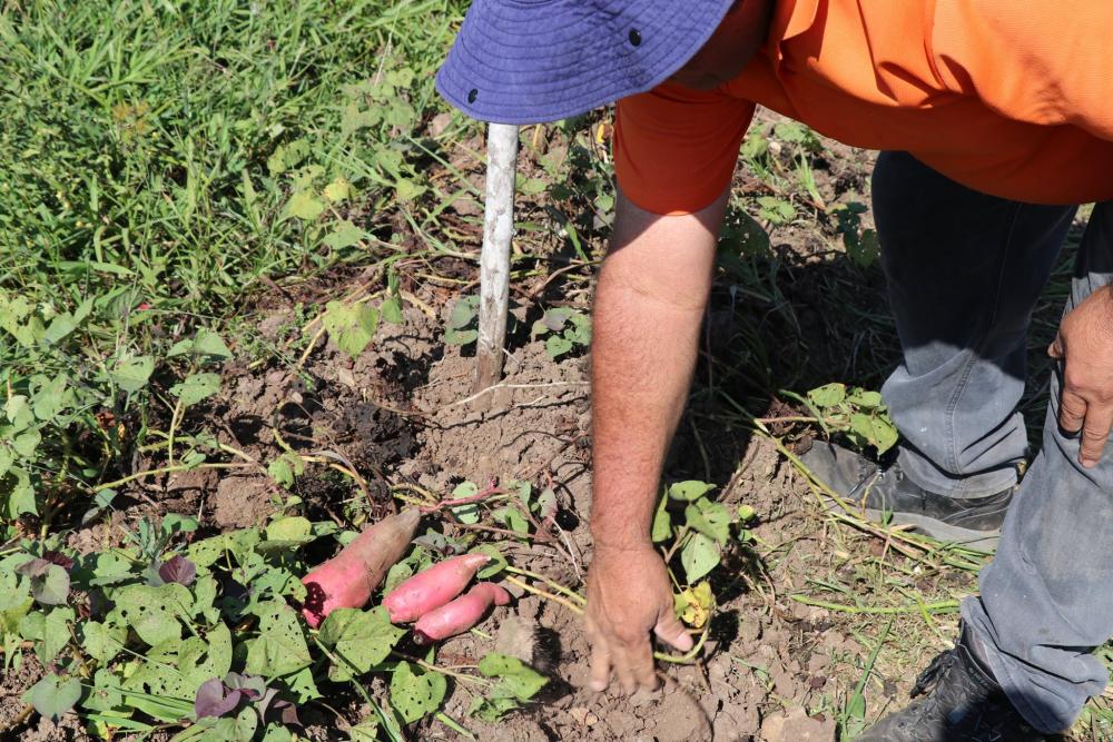 Los trabajos de producción ya dieron inicio en las fincas del CATIE en Turrialba. En primera instancia el banco de alimentos tendrá maíz blanco, frijoles, yuca, camote, plátano, ayotes, banano y frutales de alto valor nutricional, como guanábana, cítricos y guayabas. Fotografía del CATIE con fines ilustrativos