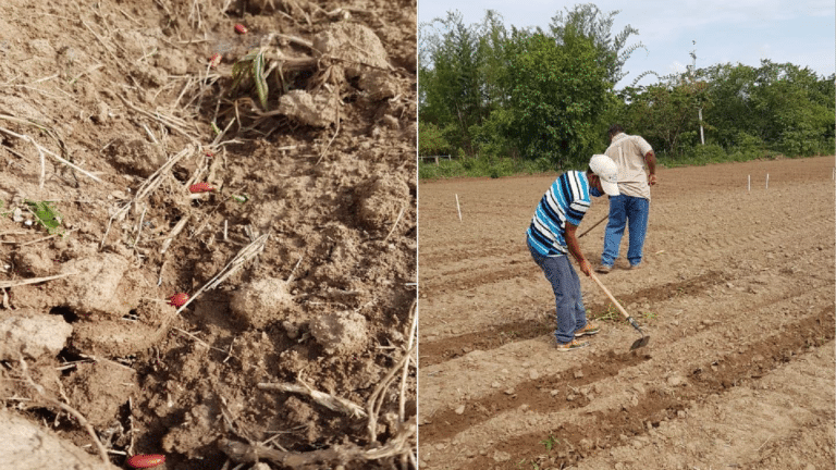 Permapiculture 3_Mesa de trabajo 1