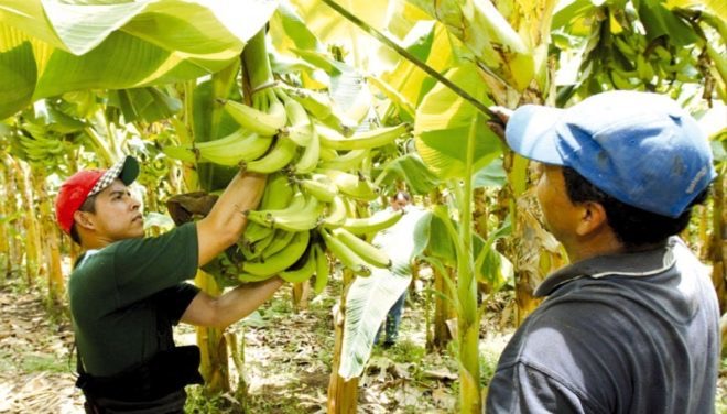 El 60% de la población del municipio Independencia del estado mexicano de Chiapas es indígena, y en su mayoría son pequeños productores de tomate, café, plátano y maíz, quienes son activos participantes del Programa Moscamed.