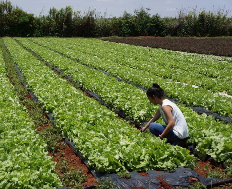 Com duração de cinco anos, projeto assinado com o MAPA, com financiamento do BID e apoio da ABC, vai fortalecer o Sistema Brasileiro de Defesa Agropecuária