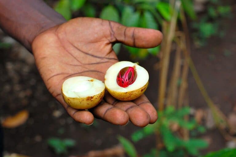 1280px-Fresh_nutmeg_in_Zanzibar_(Tanzania)