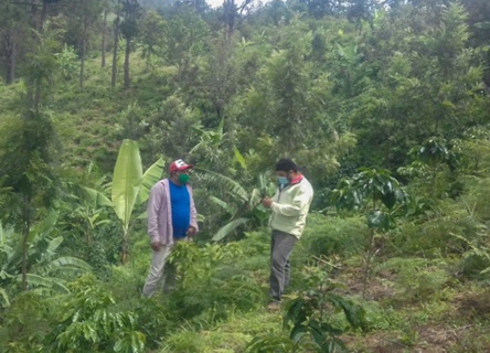 Diagnóstico de vulnerabilidad a los efectos del cambio climático a fincas de café realizado por el IHCAFE.