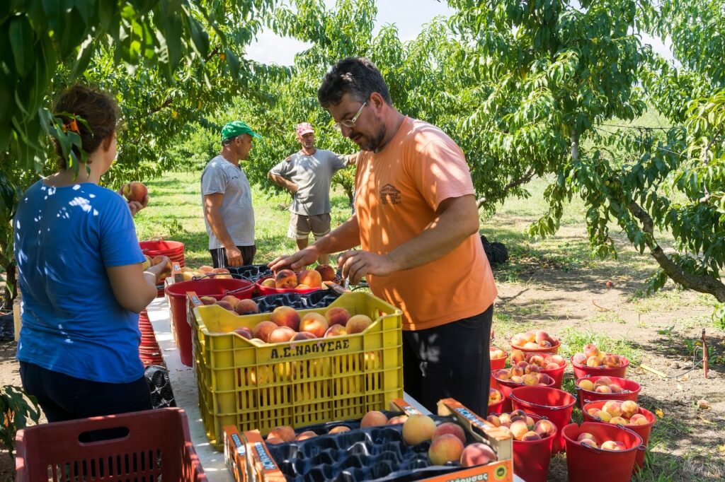 Perspectiva de las cooperativas agrícolas ante la pandemia de Covid-19 Parte 2