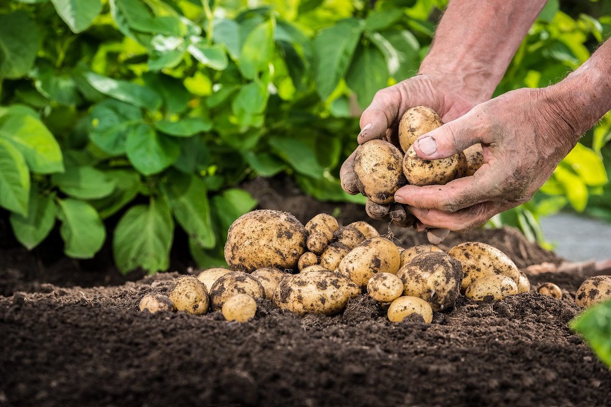 Prevenir y controlar enfermedades que amenazan la producción de papa, afectan su calidad incluso para el procesamiento industrial y generan disminución de ingresos para los agricultores, es fundamental..