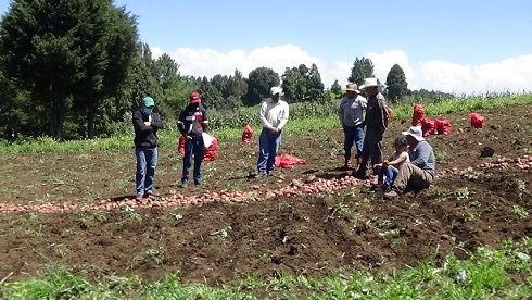 Observación de tubérculos cosechados de la variedad ICTA-Loman Roja Caserío los Laureles, Aldea El Edén, Palestina de los Altos, Quetzaltenango.