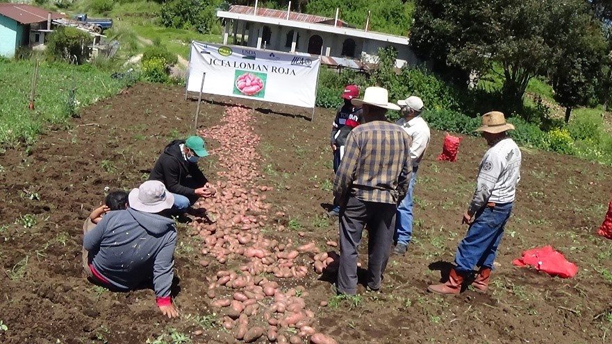 Cosecha de papa ICTA Loman roja