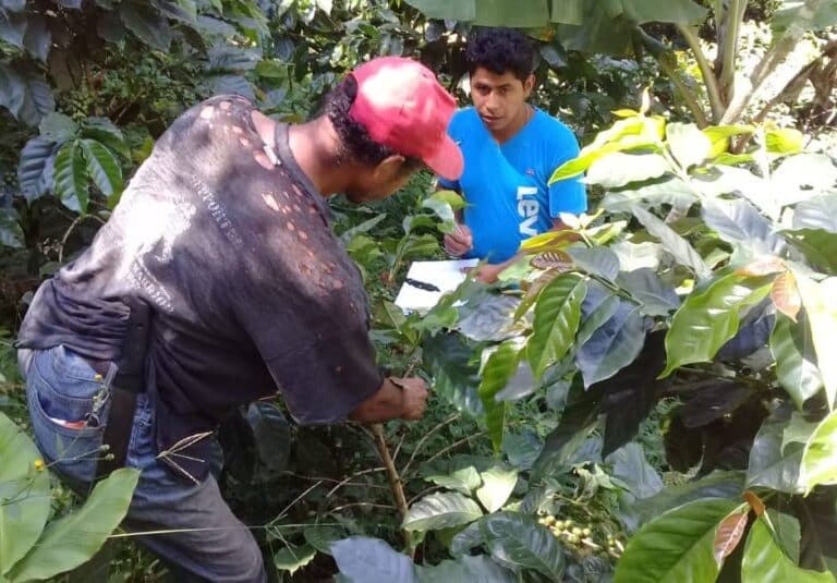 Luis Alberto Hernández e HIjo aprendiendo a estimar cosecha Comunidad El Naranjo Coop