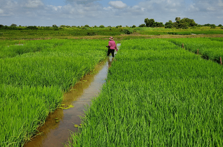 Man walking the trial plot of zinc fortified rice in Guyana