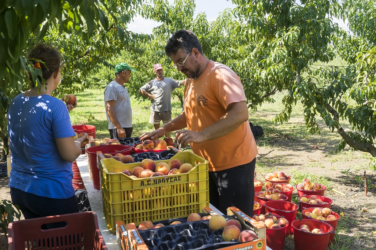 La pandemia revela carencias en infraestructura rural, internet y relevo generacional, así como para fortalecer capacidades, transformar fincas en agronegocios, promover tecnología, creatividad e innovación