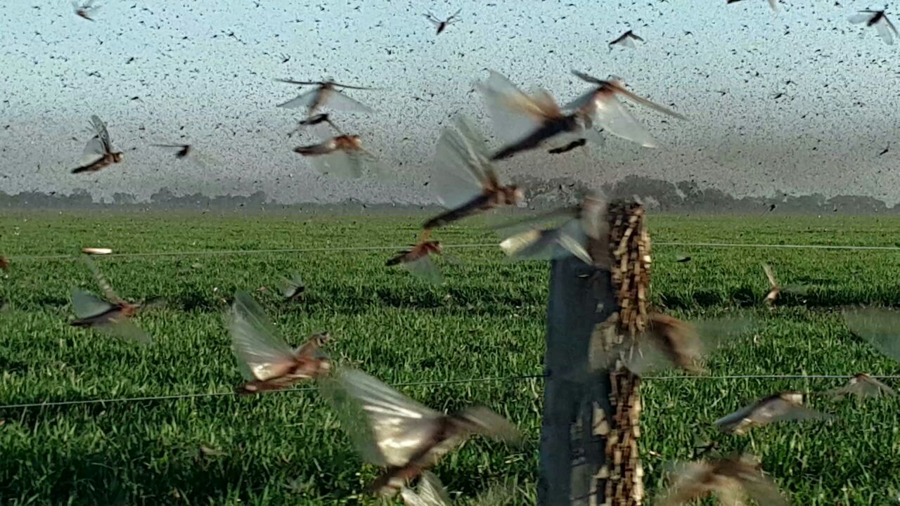 En América Latina y el Caribe hay cuatro especies de langostas que afectan distintas regiones, pero la situación más preocupante se da debido al resurgimiento de la langosta sudamericana.