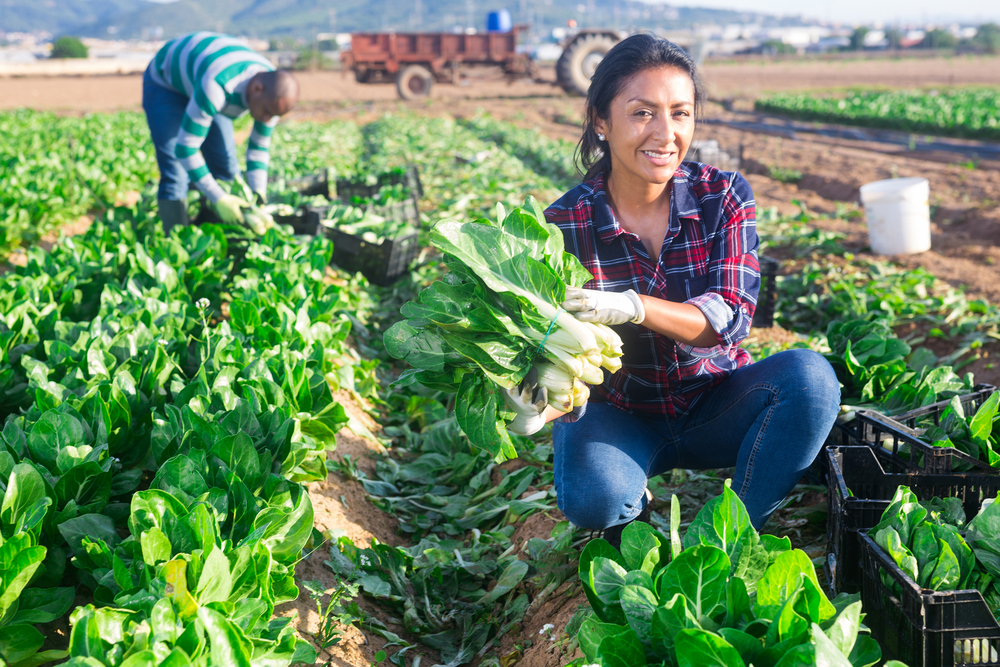 El enfoque didáctico de AgroEnlace posibilita que los productores agropecuarios accedan a información relevante para el desarrollo de sus actividades.