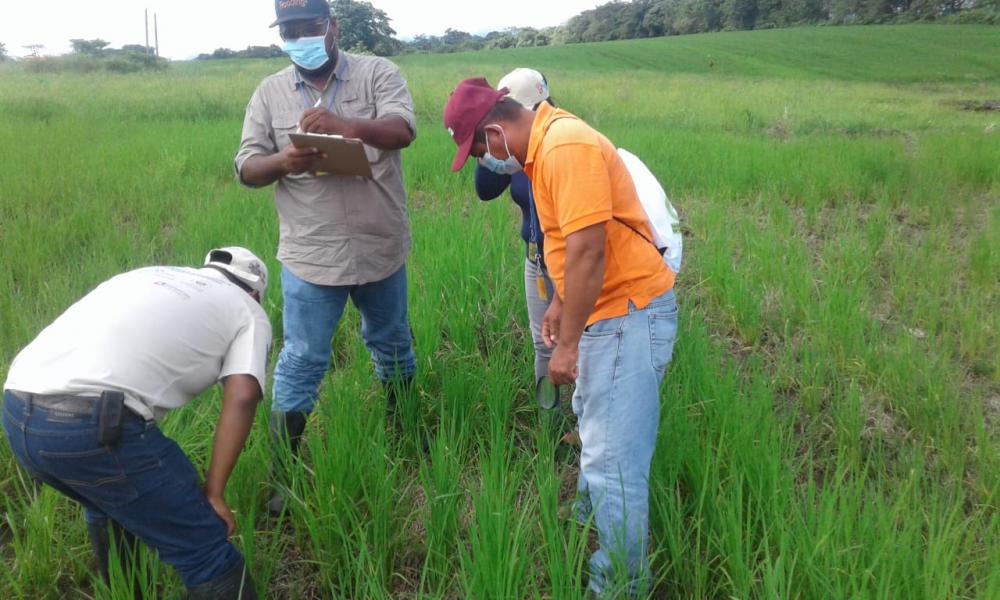 La meta del proyecto es capacitar a 250 productores y 25 técnicos.