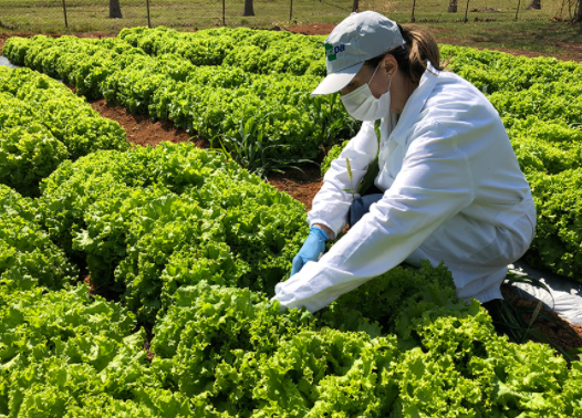 Projeto experimental de plantação de hortaliças com água de reúso - Embrapa