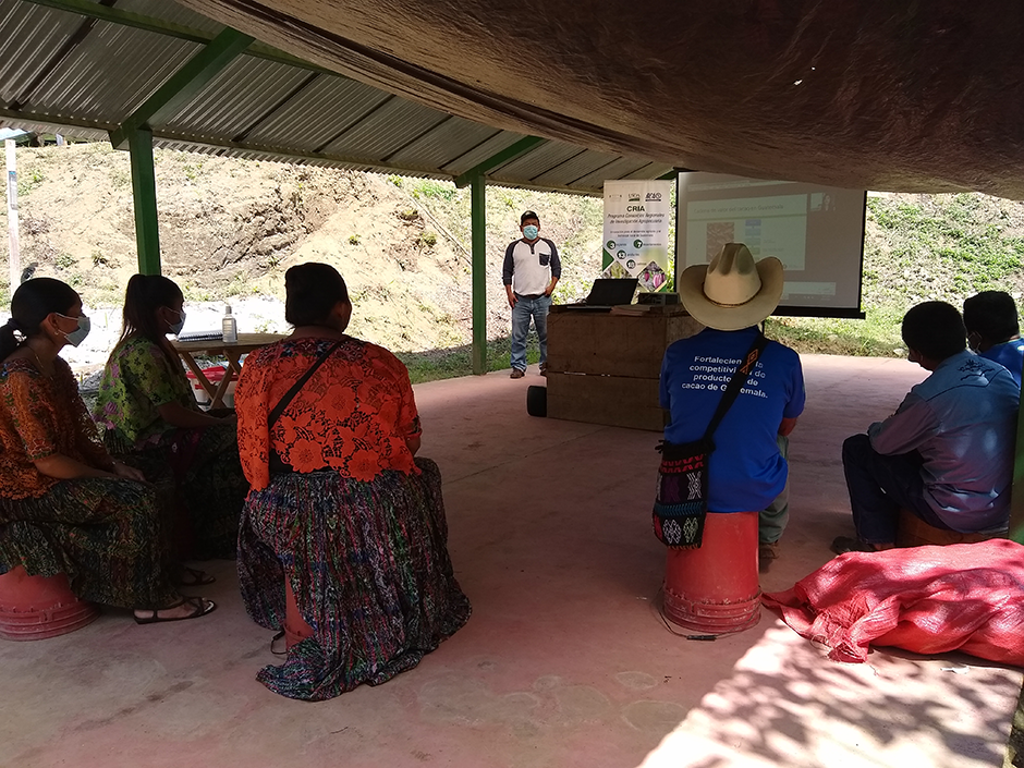 Productoras y productores de diferentes asociaciones asisten a taller de socialización de resultados de investigaciones de la cadena de cacao.