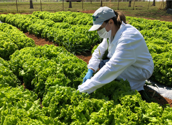 Experimento de riego de lechuga en Brasilia. Foto: Embrapa Hortalizas.