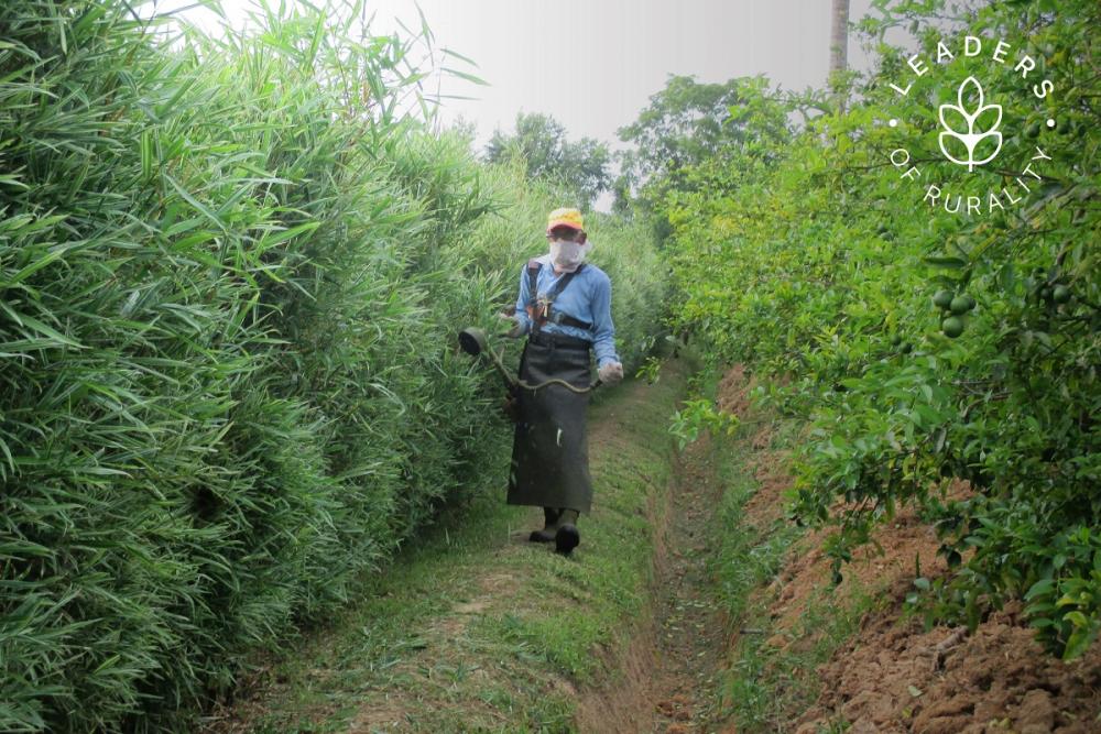 El establecimiento familiar de Ramgopaul Roop está ubicado en una zona agrícola llamada Carlsen Field, en Trinidad Central, a 30 kilómetros aproximadamente de Puerto España, capital trinitense.