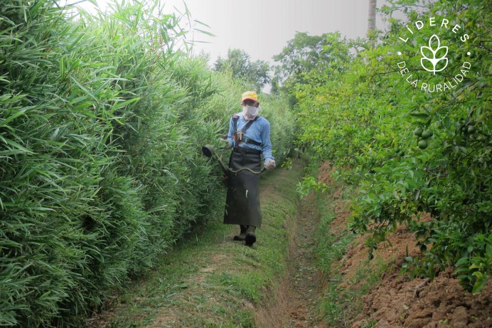 El establecimiento familiar de Ramgopaul Roop está ubicado en una zona agrícola llamada Carlsen Field, en Trinidad Central, a 30 kilómetros aproximadamente de Puerto España, capital trinitense.