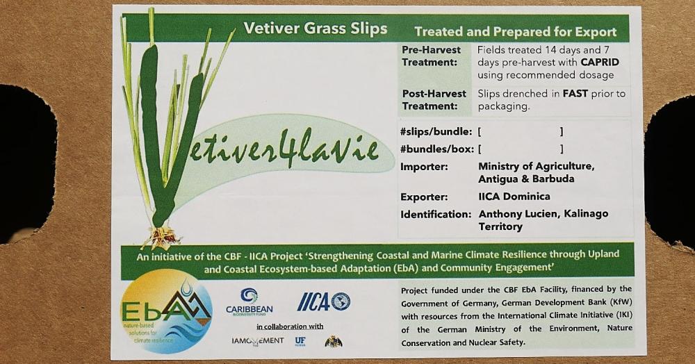 Vetiver C