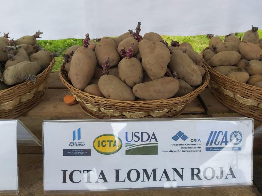 ICTA, libera variedad de papa LOMAN ROJA.