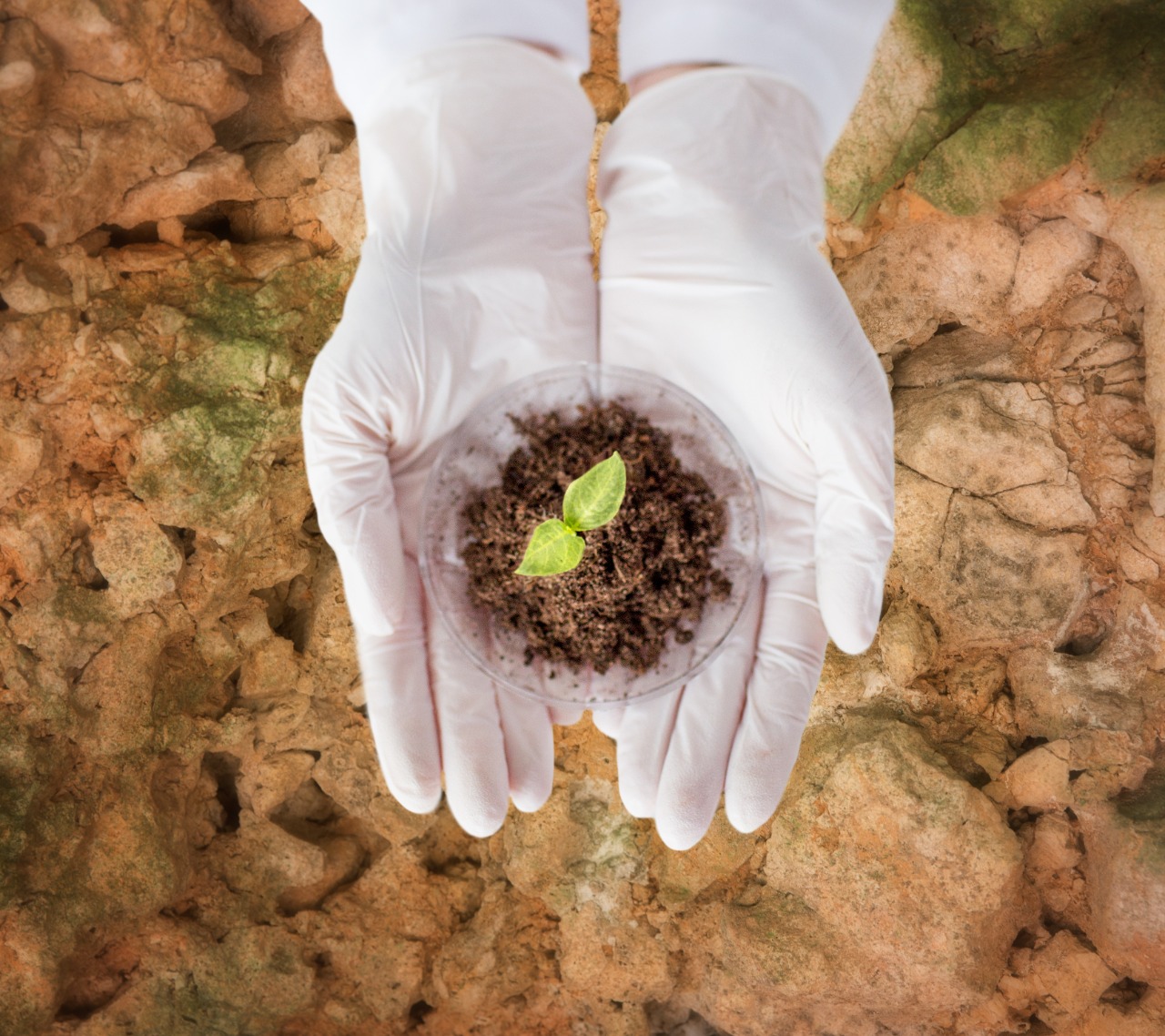 El Seminario se enmarca dentro de la estrategia del proyecto Biomas Tropicales, coordinado por el think tank independiente Forum del Futuro, presidido por el ex ministro de Agricultura de Brasil Alysson Paulinelli.