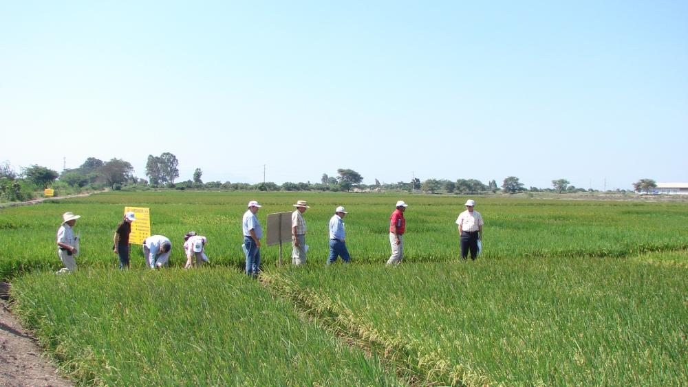 En Perú el arroz junto a la papa, es uno de los principales alimentos consumidos por la población.  