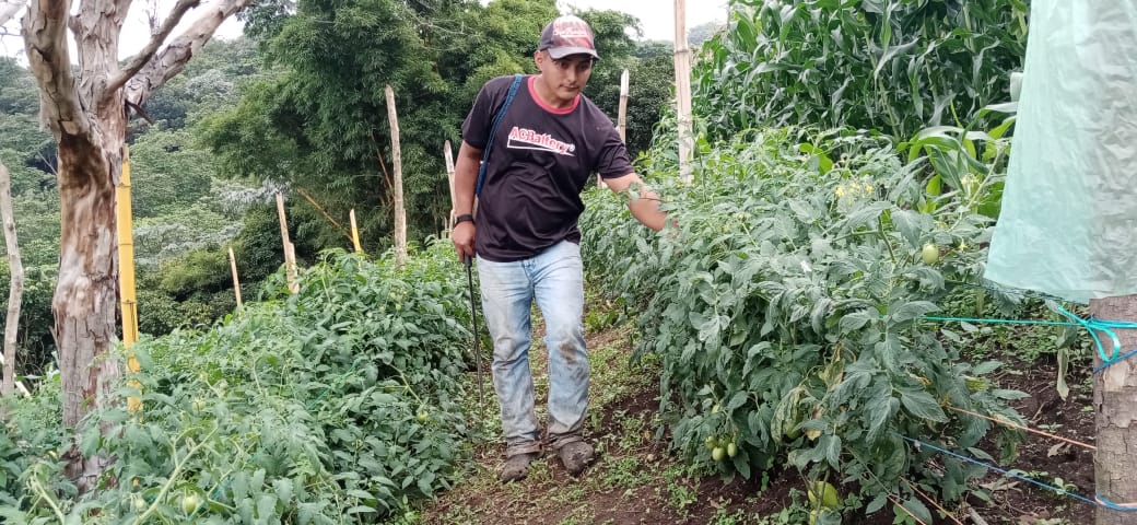 El programa estimula la implementación de innovaciones tecnológicas en las fincas, incluyendo el manejo agronómico de cafetales y la renovación y diversificación de plantaciones.