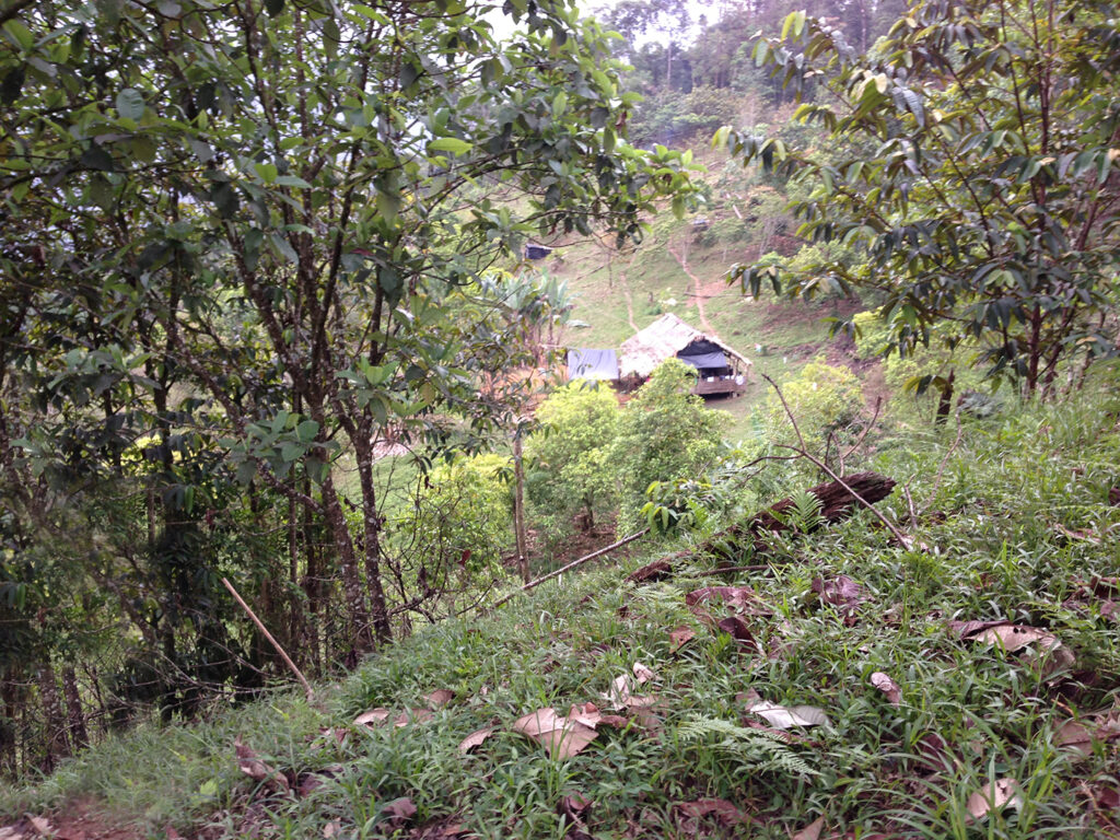 La finca indígena, saberes ancestrales para una agricultura resiliente