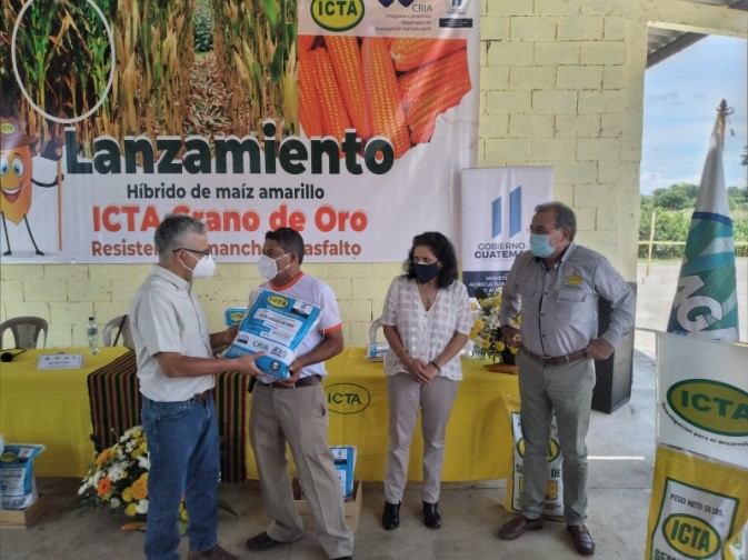 Lanzamiento de Grano de maíz amarillo, Grano de Oro.