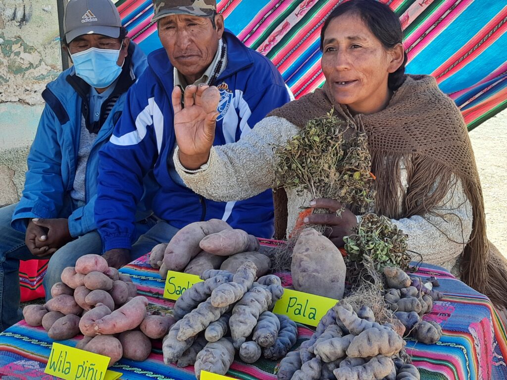 Voces andinas. Experiencias del proyecto Papa, Familia y Clima