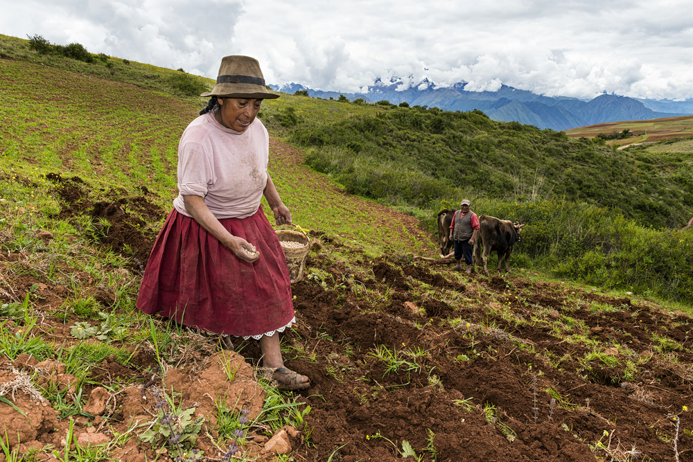 iniciativas dirigidas a promover el uso productivo de energías renovables para la conservación de las áreas naturales protegidas y sus zonas de amortiguamiento en la Amazonía, así como la intensificación y diversificación sostenible de la cadena de valor del cacao para la conservación de los bosques amazónicos