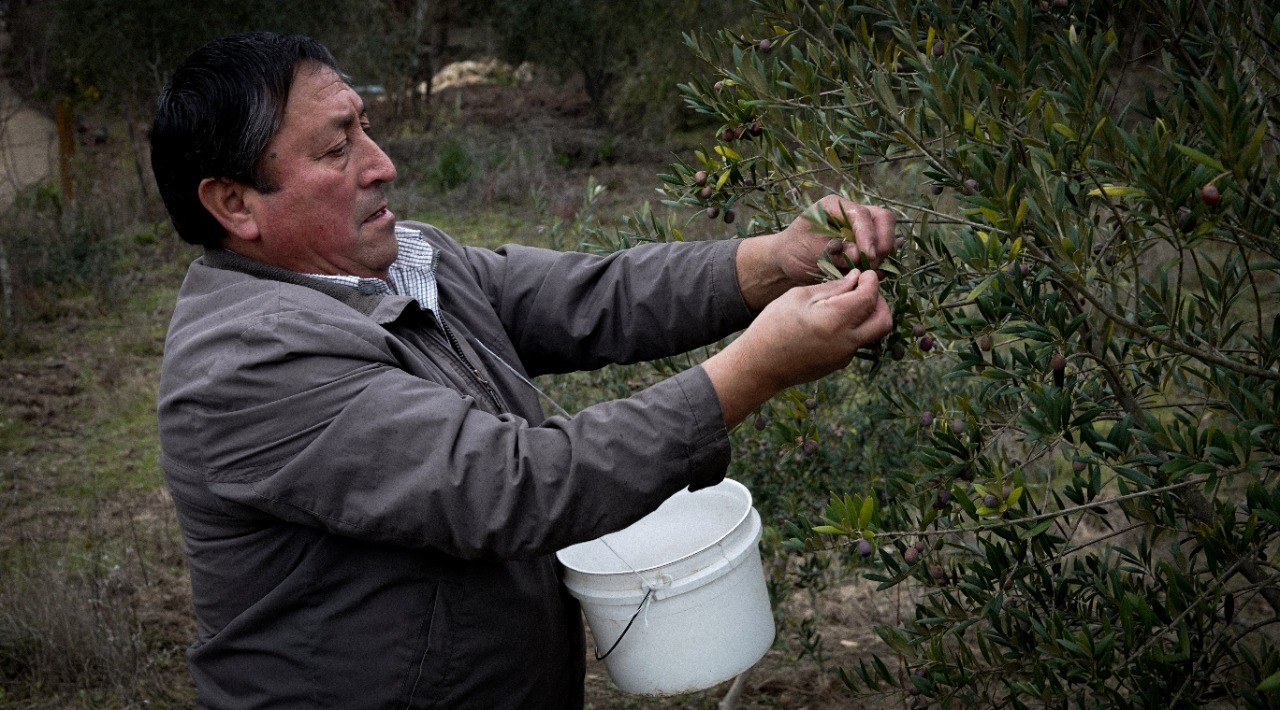 Mapuche