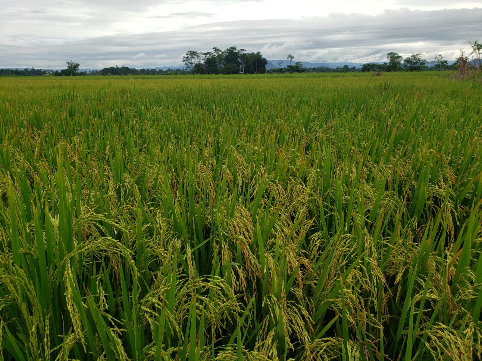 En Perú el arroz junto a la papa, es uno de los principales alimentos consumidos por la población.  