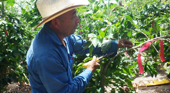 Apoyó a pequeños productores de café