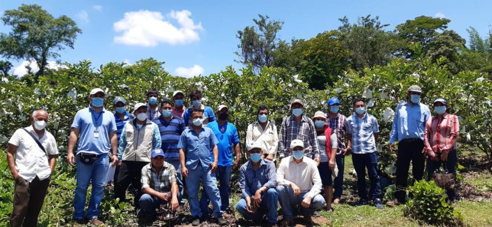 En cuanto a estrategias de formación AGRO-INNOVA a nivel regional ha realizado 123 actividades de difusión, capacitación e implementación de tecnologías adaptadas a SAFM para el Corredor Seco Centroamericano, con la participación de 1.462 productores.  