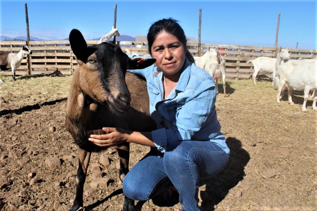 Crianceros de Coquimbo, con orgullo y voluntad