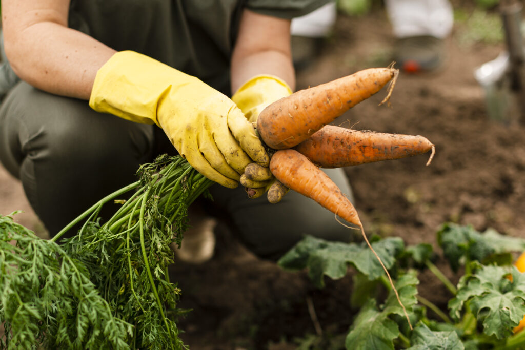 close-up-woman-harvesting-carrots