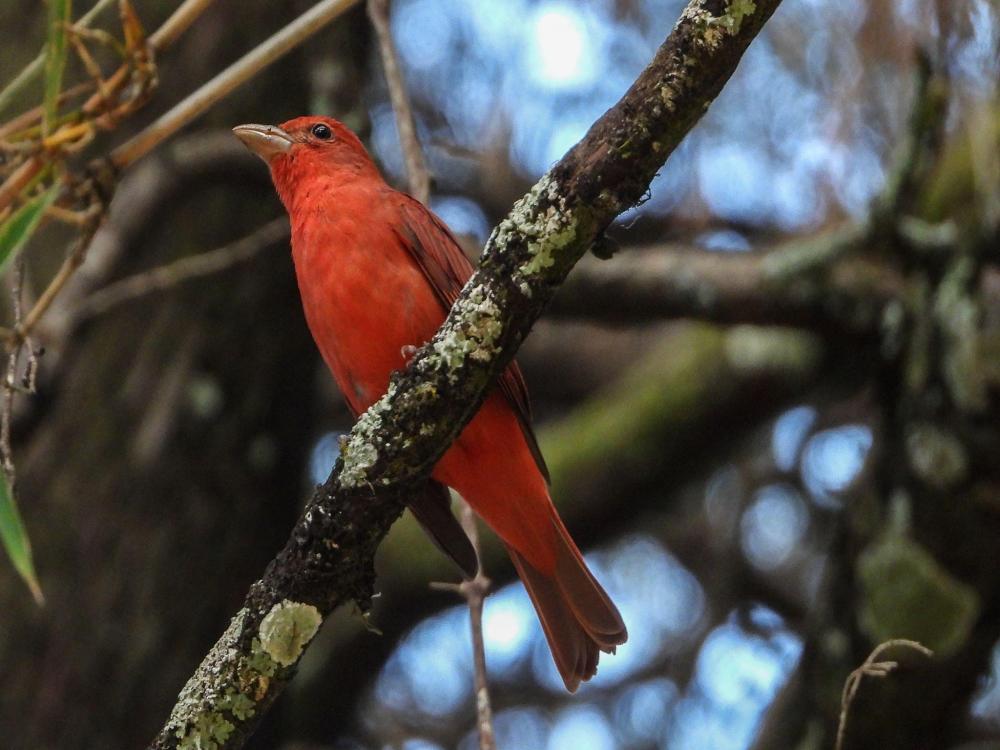 La especie Tangara roja.