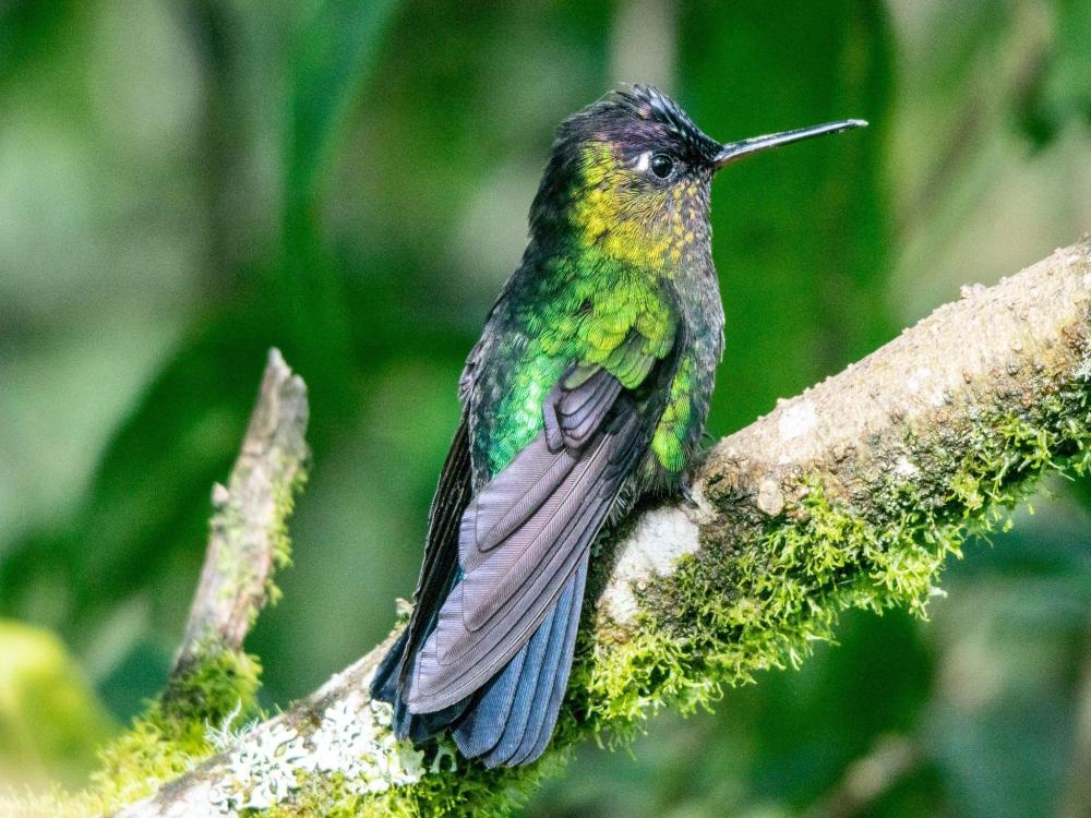 Fotografía del ave Colibrí colirrufo.