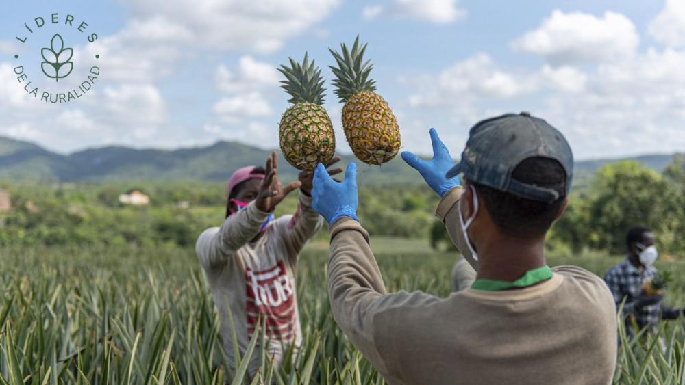 Hoy la Asociación está integrada por más de 400 hombres y mujeres que construyeron un exitoso modelo de negocios que no solo contribuye al desarrollo integral de sus miembros sino también al bienestar de la comunidad de Monte Plata. Aproximadamente un 40% de los miembros de la Asociación tenían experiencia en el cultivo de piña, mientras que otro 60% son jóvenes nuevos en la actividad.