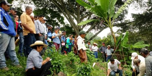 PROCAGICA, por una caficultura rentable y responsable