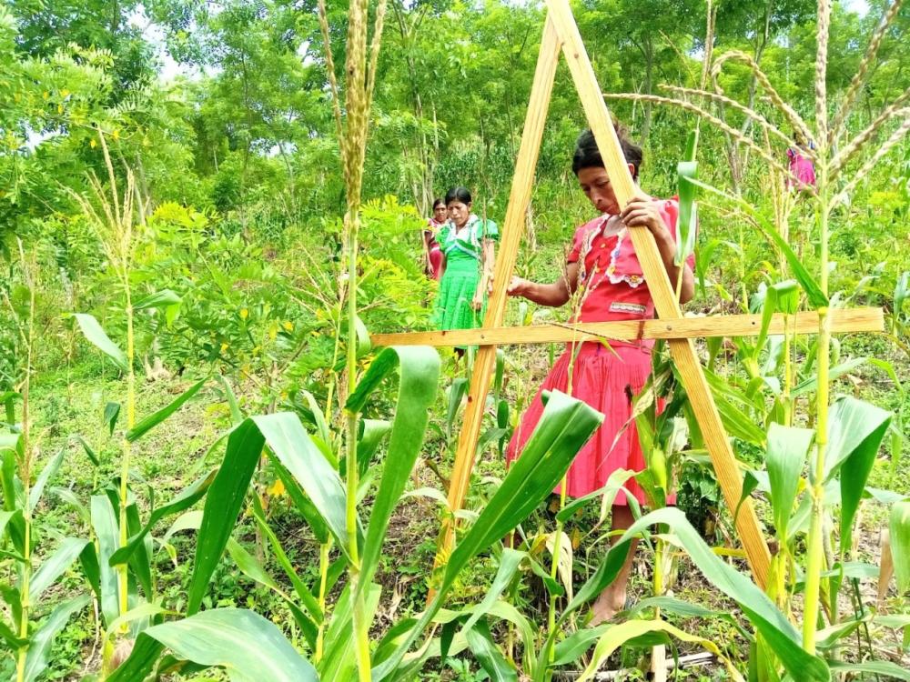 Lidia Pérez realiza el trazo de cura a nivel con Nivel tipo “A” proporcionado por el proyecto, para la siembra de té de limón a utilizarse como barrera viva.